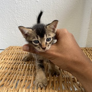 Playful Kitten - Domestic Long Hair + Calico Cat