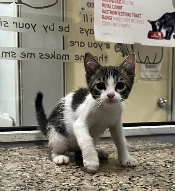 Rosli - Domestic Short Hair Cat