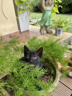 Mei Mei And Friends  - Domestic Short Hair Cat