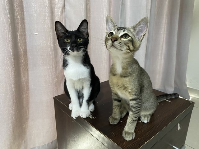 Brownie &amp; Oreo - Domestic Short Hair Cat