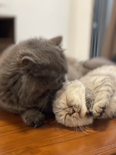 Baby &amp; Adik - Persian + Exotic Shorthair Cat