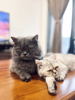 Baby &amp; Adik - Persian + Exotic Shorthair Cat