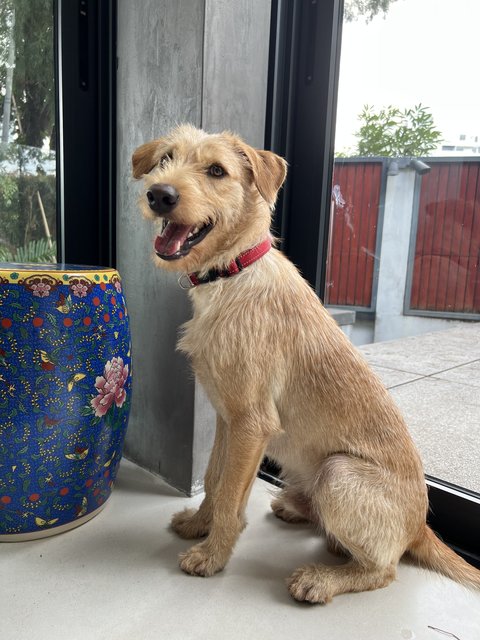 Blackie - Terrier Mix Dog