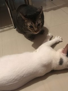 Putih &amp; Hitam - Domestic Short Hair Cat