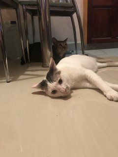 Putih &amp; Hitam - Domestic Short Hair Cat