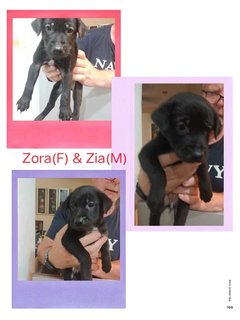 Zia &amp; Zora - Pointer Mix Dog