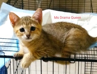 Ms Drama Queen - Domestic Short Hair Cat