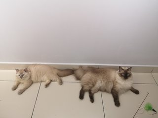 Milkis - Ragdoll + Persian Cat