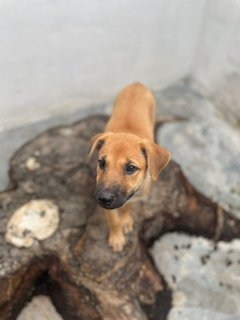 Izzy - Mixed Breed Dog