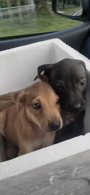 Grace &amp; Faith - Mixed Breed Dog