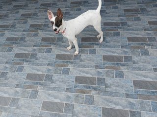 Dottie - Mixed Breed Dog