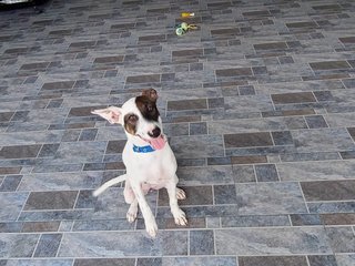 Dottie - Mixed Breed Dog