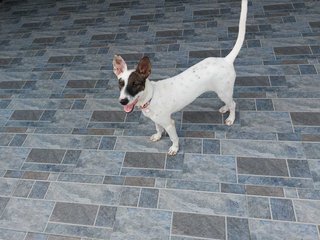 Dottie - Mixed Breed Dog