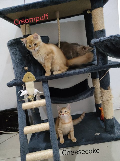 Creampuff &amp; Cheesecake  - Domestic Medium Hair + Maine Coon Cat