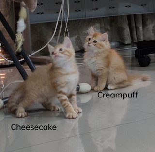 Creampuff &amp; Cheesecake  - Domestic Medium Hair + Maine Coon Cat