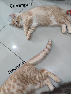 Creampuff &amp; Cheesecake  - Domestic Medium Hair + Maine Coon Cat