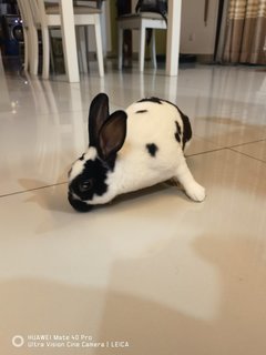 PF119383 - Mini Rex Rabbit