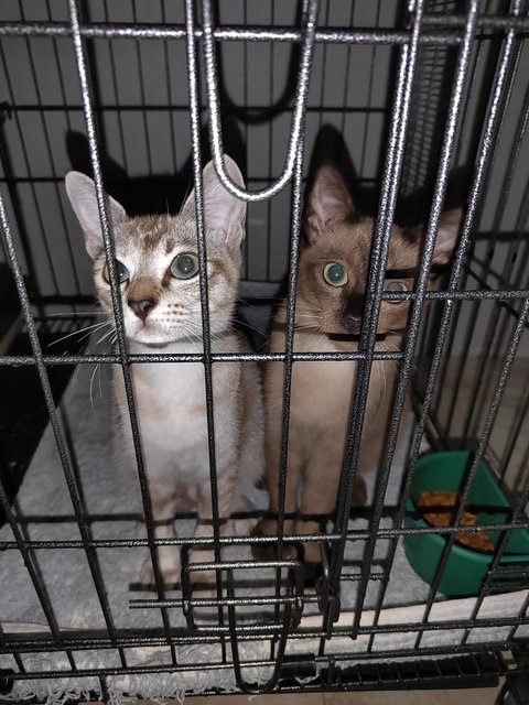 Mocha, Milo - Domestic Short Hair Cat