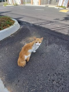 Kitty &amp; Its Kitten - Domestic Medium Hair Cat