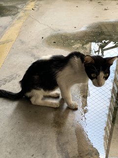 Manja - Domestic Medium Hair Cat