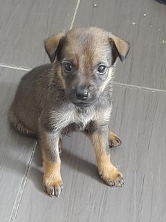 Mongrel Kids - Mixed Breed Dog