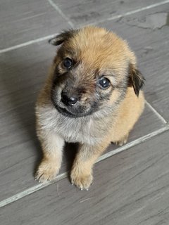 Mongrel Kids - Mixed Breed Dog