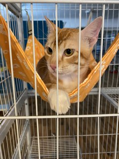Geo - Domestic Medium Hair Cat