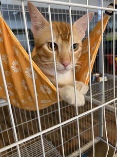 Geo - Domestic Medium Hair Cat