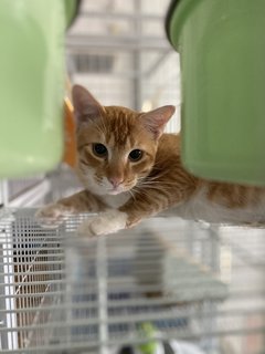Geo - Domestic Medium Hair Cat