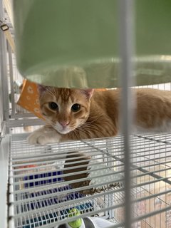 Geo - Domestic Medium Hair Cat