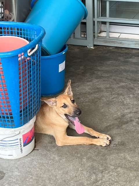 San - Labrador Retriever + Husky Dog