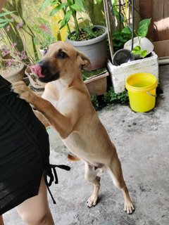 San - Labrador Retriever + Husky Dog