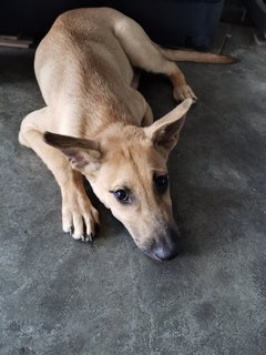 San - Labrador Retriever + Husky Dog