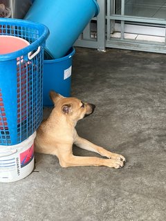 San - Labrador Retriever + Husky Dog