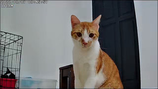 Pangnee - Domestic Short Hair Cat