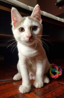 Pavlova (Lova) - Domestic Short Hair Cat