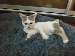 Pavlova (Lova) - Domestic Short Hair Cat