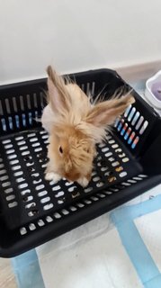 Mocha - Lionhead Rabbit