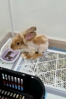 Mocha - Lionhead Rabbit