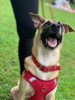 Honey 🍯  - Mixed Breed Dog