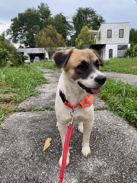 Becca🧡 - Mixed Breed Dog