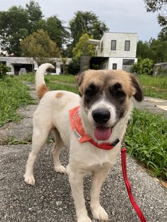 Becca🧡 - Mixed Breed Dog