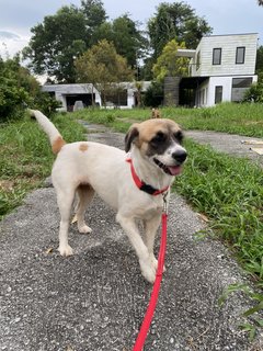 Becca🧡 - Mixed Breed Dog