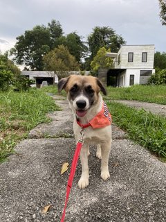 Becca🧡 - Mixed Breed Dog