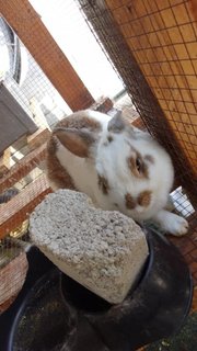 PF119432 - Angora Rabbit Rabbit