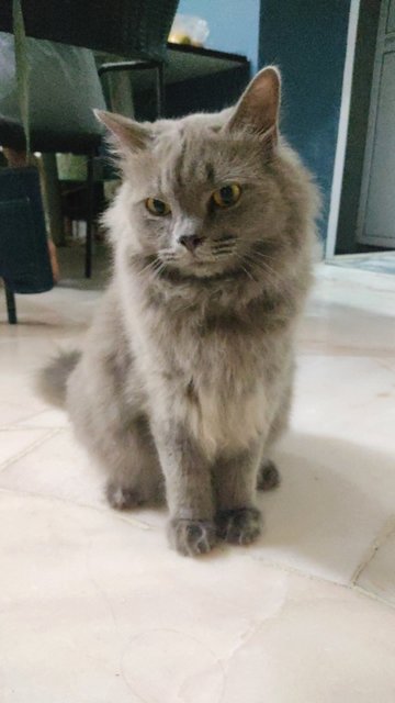 Grey - British Shorthair + Domestic Long Hair Cat