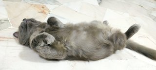 Grey - British Shorthair + Domestic Long Hair Cat