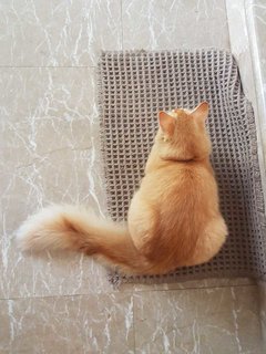 Mirea - Domestic Medium Hair Cat