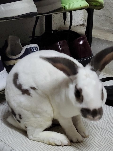 Hopi - Mini Rex Rabbit