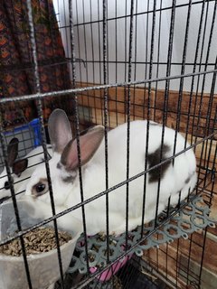 Hopi - Mini Rex Rabbit